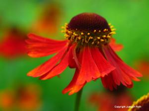 Macro Flower Photography from NYC Central Park
